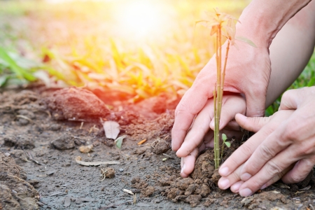 Someone planting a small plant in dirt.